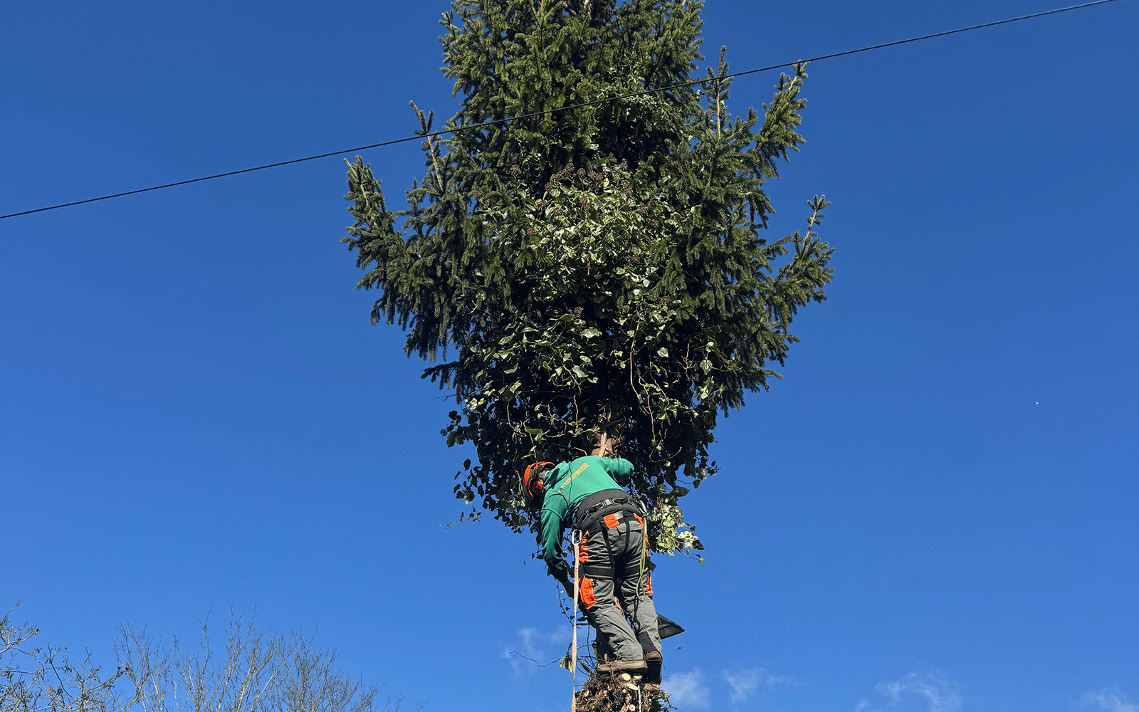 Herring Tree Surgery Work