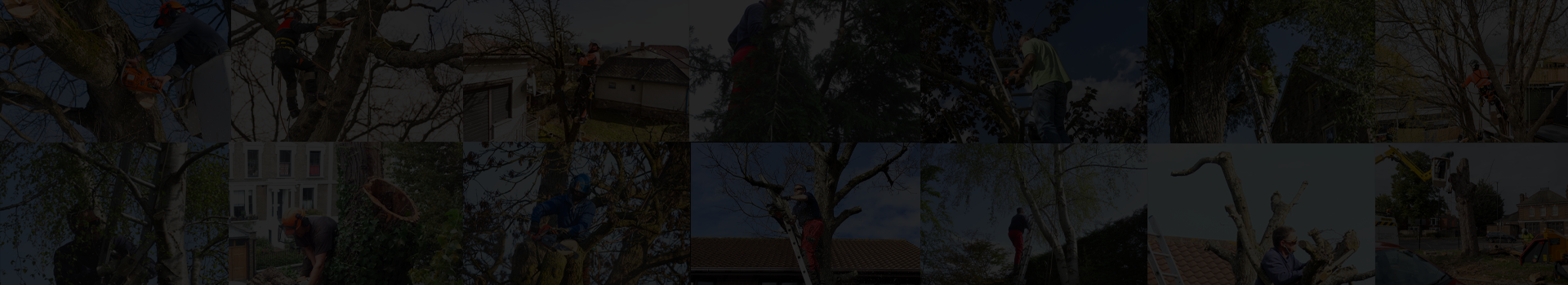 Herring Tree Surgery